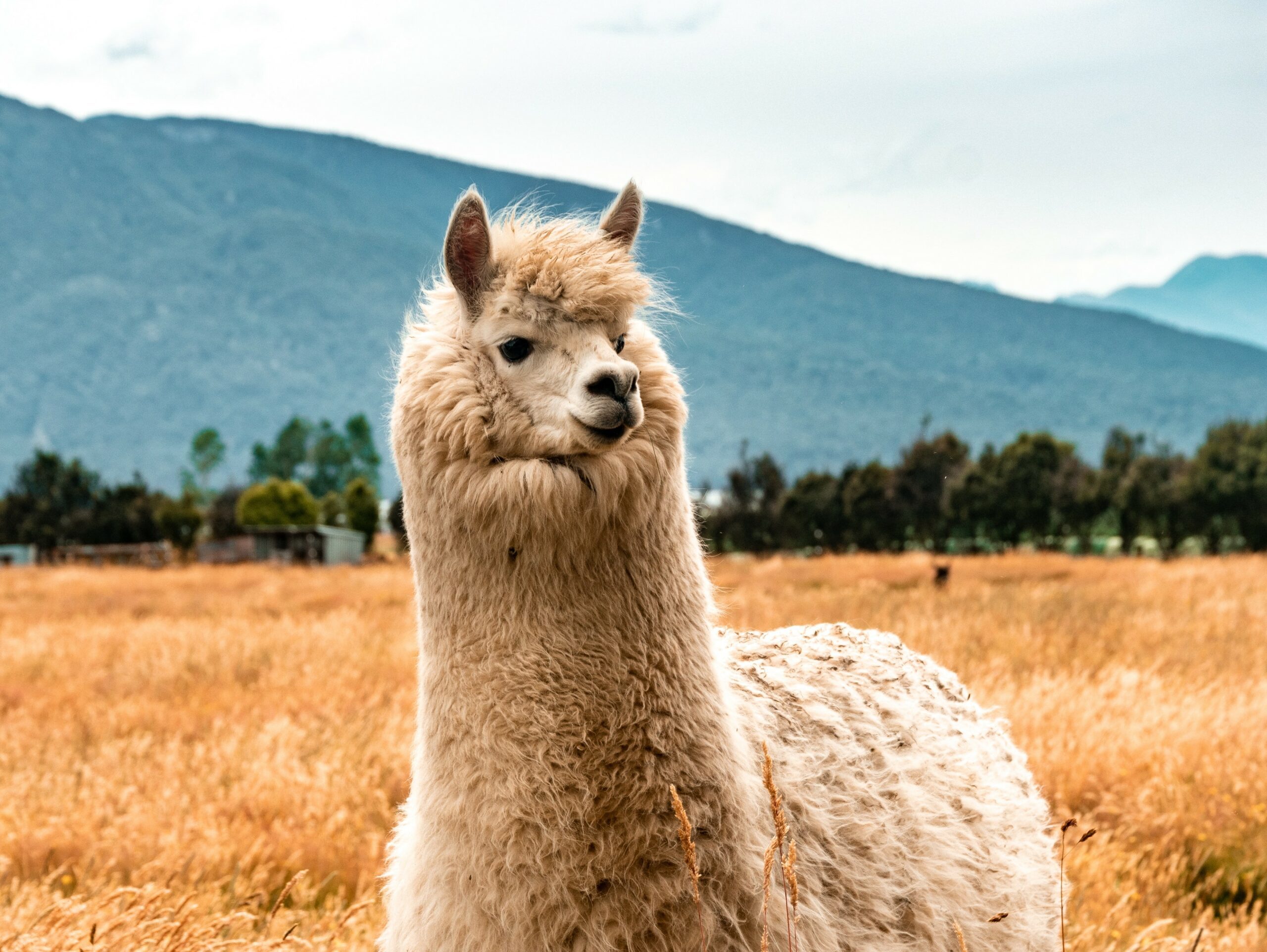 LLaMA in R with Keras and...