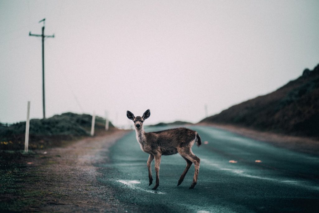 Wildlife Crossing Monitoring and Prediction for...
